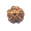 5 Mukhi Rudraksha Nepal - (19.22 Mm)