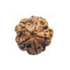 5 Mukhi Rudraksha Nepal - (19.23 Mm)
