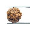 5 Mukhi Rudraksha Nepal - (19.23 Mm)
