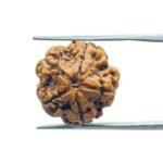 5 Mukhi Rudraksha Nepal - (19.23 MM)
