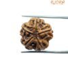 5 Mukhi Rudraksha Nepal - (19.23 Mm)