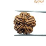 5 Mukhi Rudraksha Nepal - (19.23 MM)