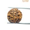 5 Mukhi Rudraksha Nepal - (19.23 Mm)