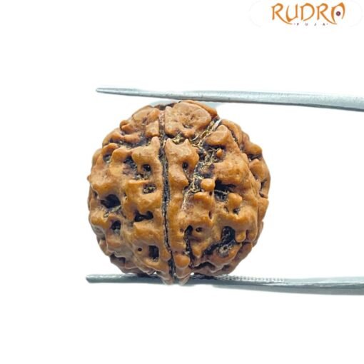 5 Mukhi Rudraksha Nepal - (19.23 Mm)