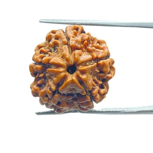 5 Mukhi Rudraksha Nepal - (19.33 Mm)