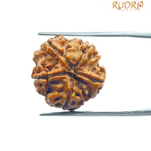 5 Mukhi Rudraksha Nepal - (19.33 Mm)