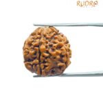 5 Mukhi Rudraksha Nepal - (19.33 Mm)