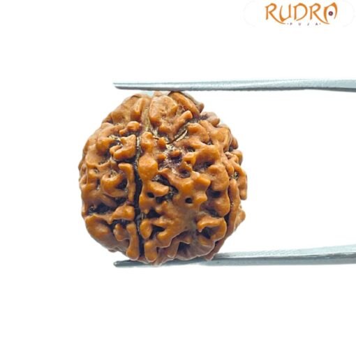 5 Mukhi Rudraksha Nepal - (19.33 Mm)