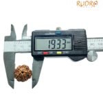 5 Mukhi Rudraksha Nepal - (19.33 Mm)