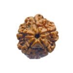 5 Mukhi Rudraksha Nepal - (19.33 Mm)