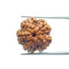 5 Mukhi Rudraksha Nepal - (19.37 Mm)