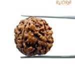 5 Mukhi Rudraksha Nepal - (19.37 Mm)
