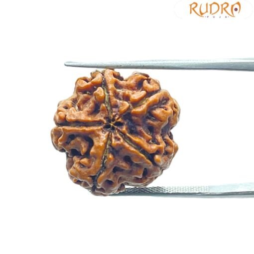 5 Mukhi Rudraksha Nepal - (19.37 Mm)