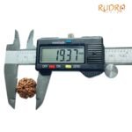 5 Mukhi Rudraksha Nepal - (19.37 Mm)