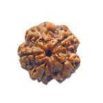 5 Mukhi Rudraksha Nepal - (19.37 Mm)