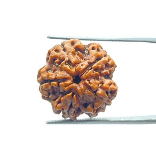 5 Mukhi Rudraksha Nepal - (19.37 Mm)