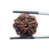 5 Mukhi Rudraksha Nepal - (19.50 MM)