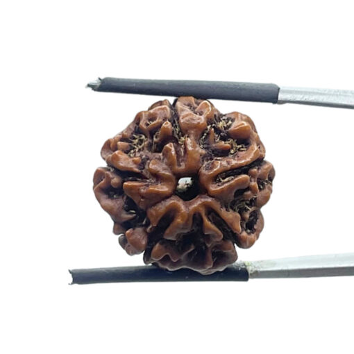 5 Mukhi Rudraksha Nepal - (19.50 MM)