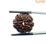 5 Mukhi Rudraksha Nepal - (19.50 MM)