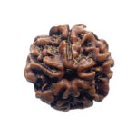 5 Mukhi Rudraksha Nepal - (19.50 MM)