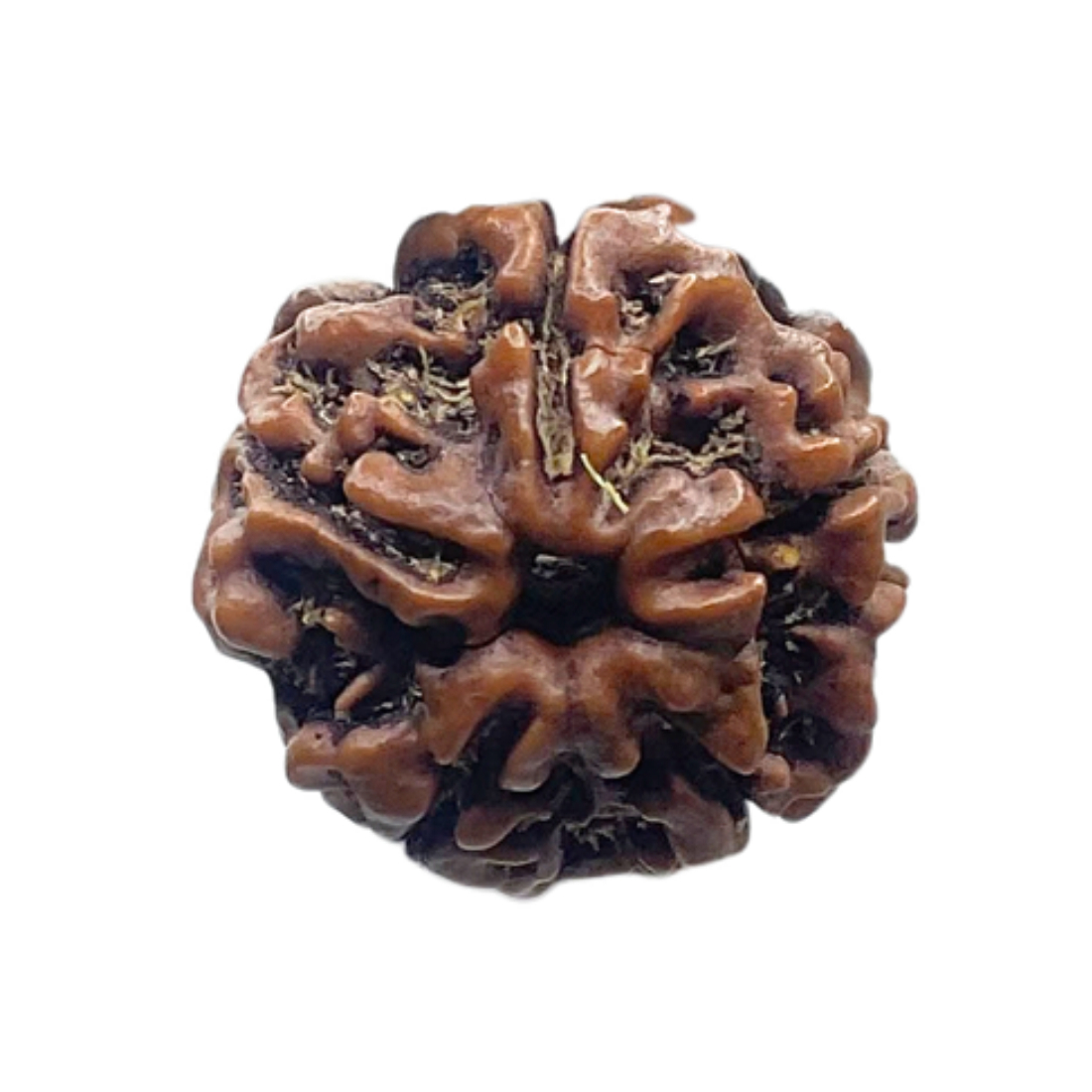 5 Mukhi Rudraksha Nepal - (19.50 MM)