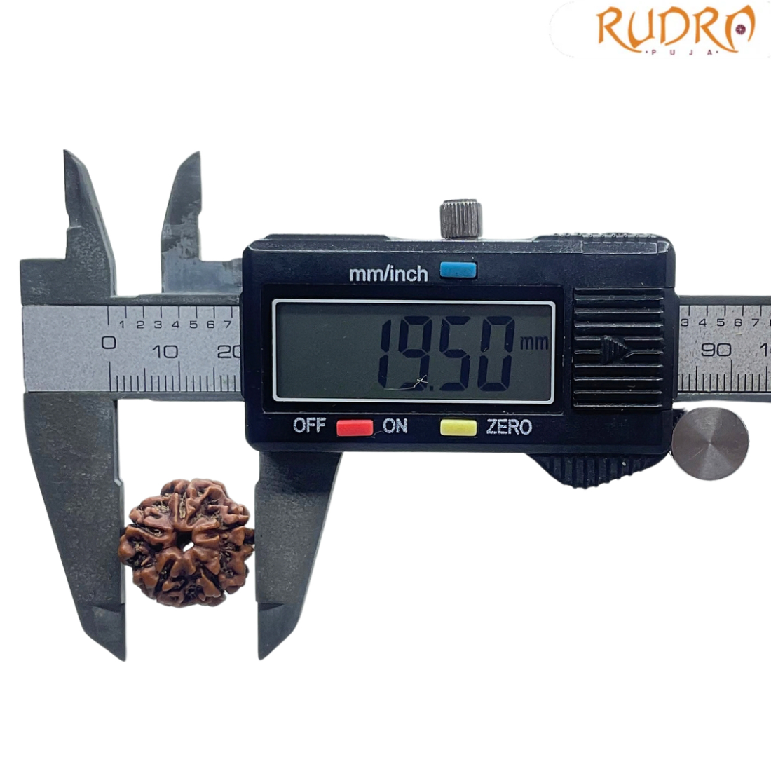 5 Mukhi Rudraksha Nepal - (19.50 MM)