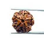 5 Mukhi Rudraksha Nepal - (19.70 MM)