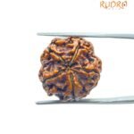 5 Mukhi Rudraksha Nepal - (19.70 MM)