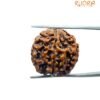 5 Mukhi Rudraksha Nepal - (19.70 Mm)