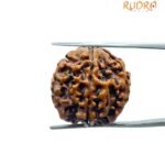 5 Mukhi Rudraksha Nepal - (19.70 Mm)