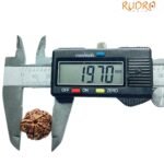 5 Mukhi Rudraksha Nepal - (19.70 Mm)