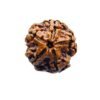 5 Mukhi Rudraksha Nepal - (19.70 Mm)