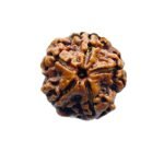 5 Mukhi Rudraksha Nepal - (19.70 Mm)