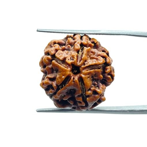 5 Mukhi Rudraksha Nepal - (19.70 Mm)