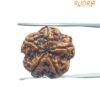5 Mukhi Rudraksha Nepal - (19.90 Mm)