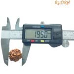 5 Mukhi Rudraksha Nepal - (19.90 Mm)