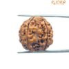 5 Mukhi Rudraksha Nepal - (19.90 Mm)