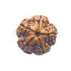 5 Mukhi Rudraksha Nepal - (19.90 Mm)