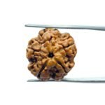 5 Mukhi Rudraksha Nepal - (19.95 MM)