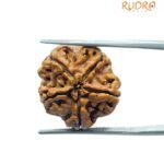 5 Mukhi Rudraksha Nepal - (19.95 MM)