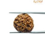 5 Mukhi Rudraksha Nepal - (19.95 Mm)