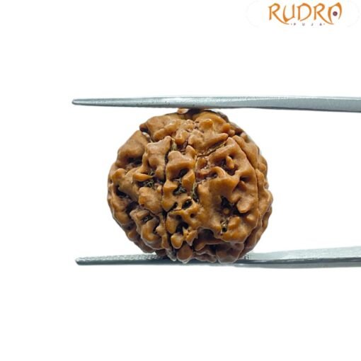 5 Mukhi Rudraksha Nepal - (19.95 Mm)