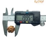 5 Mukhi Rudraksha Nepal - (19.95 Mm)