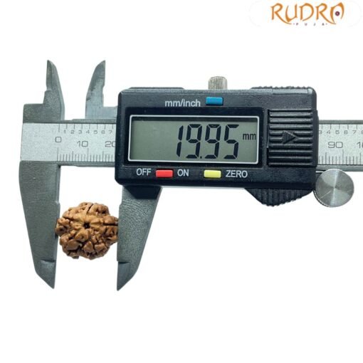 5 Mukhi Rudraksha Nepal - (19.95 Mm)