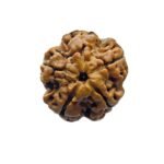 5 Mukhi Rudraksha Nepal - (19.95 Mm)