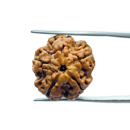 5 Mukhi Rudraksha Nepal - (19.95 Mm)