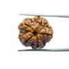 5 Mukhi Rudraksha Nepal - (20.05 Mm)
