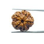 5 Mukhi Rudraksha Nepal - (20.05 MM)