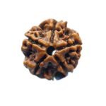 5 Mukhi Rudraksha Nepal - (20.10 Mm) 9 5 Mukhi Rudraksha Nepal - (20.10 Mm)