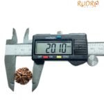 5 Mukhi Rudraksha Nepal - (20.10 Mm) 10 5 Mukhi Rudraksha Nepal - (20.10 Mm)